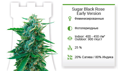 Sugar Black Rose Early Version от Delicious Seeds