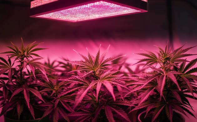 Уход за растением после обрезки