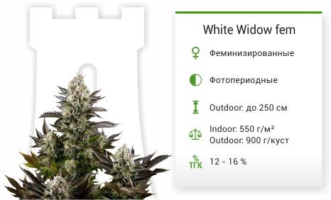 Сорт марихуаны White Widow White Widow fem (Dinafem Seeds)
