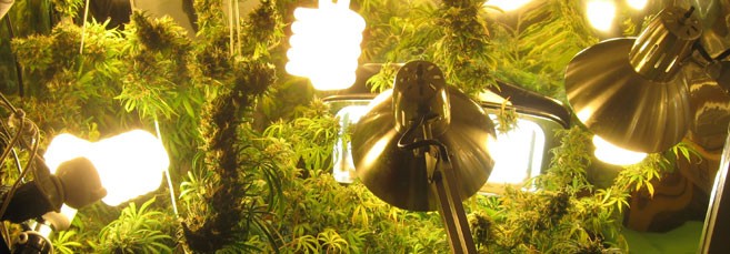 Лампы ЭСЛ Светильники ЭСЛ