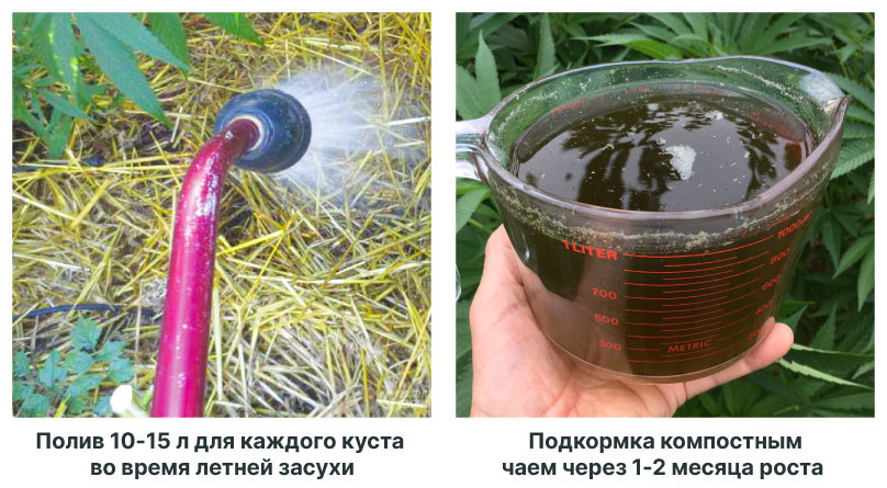 Как правильно обеспечить влагу для растений в лесу Секреты полива конопли на открытом воздухе