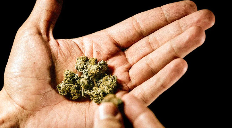 Шишки конопли