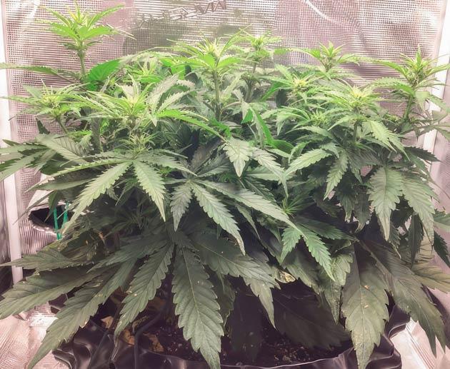 Изменения в составе удобрений Куст Godzilla Cookies Auto на 7 неделе выращивания