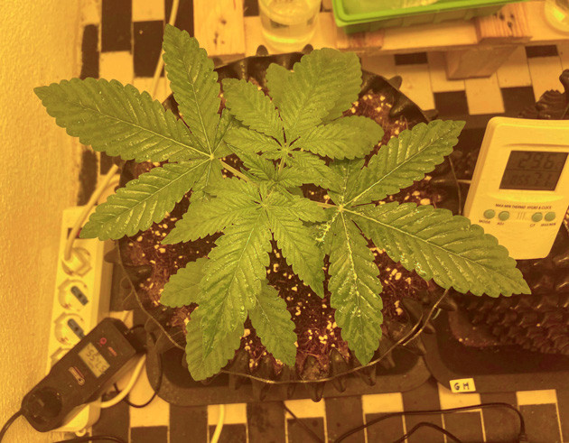 Развитие растишки Куст Chemical Bride от GHS на 2 неделе