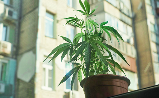 Где можно выращивать коноплю Места для культивации конопли