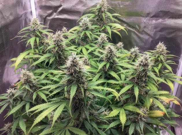 Развитие соцветий Куст Godzilla Cookies Auto от Herbies Seeds на 11-12 неделе
