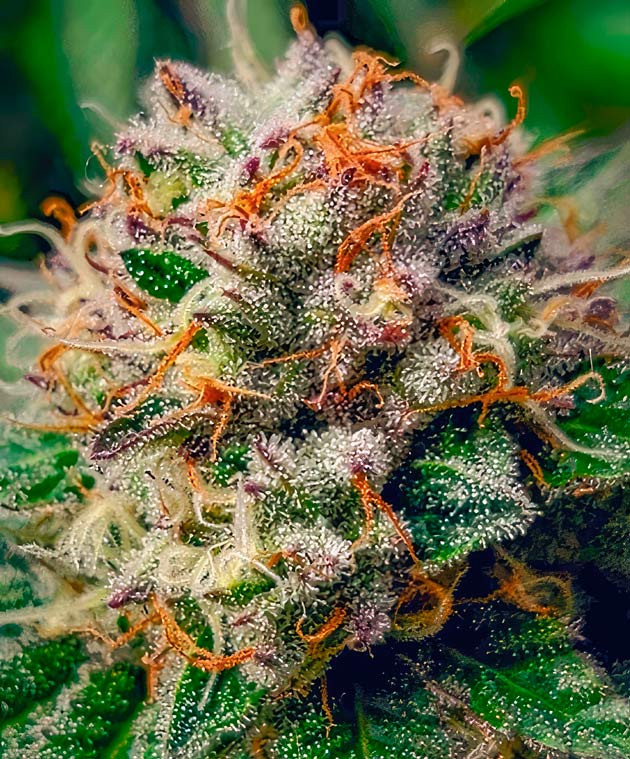 Состав удобрений для конопли Куст DDoS #33 от сидбанка Herbies Seeds на 11 неделе