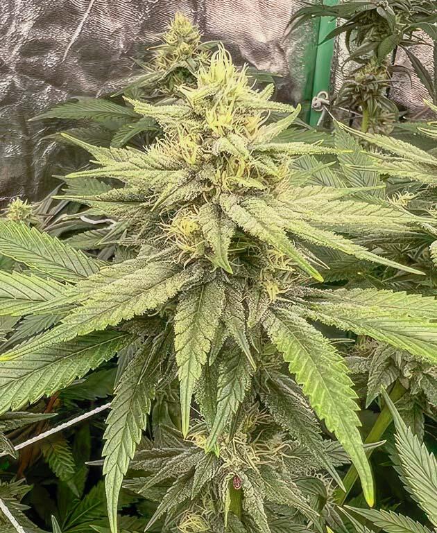 Кусты ростом 80 см и признаки ожогов от удобрений Куст Apple Betty от Herbies Seeds на 10 неделе