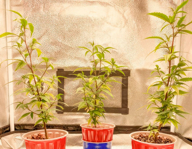 Кусты Blueberry Muffin от Humboldt Seed Company на стадии вегетации