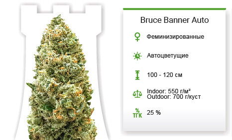 Сорт марихуаны Bruce Banner Auto Bruce Banner Auto от Monster Genetics