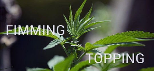 Методы подрезки конопли Fimming и Topping