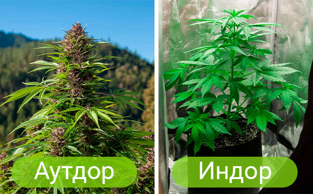 Выращивание конопли а аутдоре и индоре