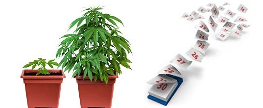 Длинный жизненный цикл Долгий Жизненный цикл