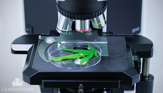 Марихуана под микроскопом Каннабис под микроскопом
