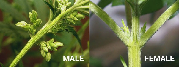 Пол марихуаны Пол растения конопли