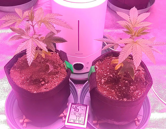 Кусты Vanilla Frosting от Humboldt Seed Company на 6-7 неделе