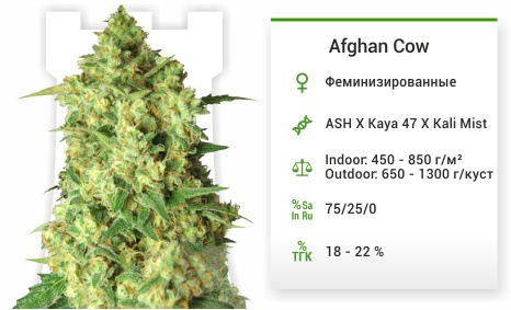 описание сорта Afghan Cow Afghan Cow