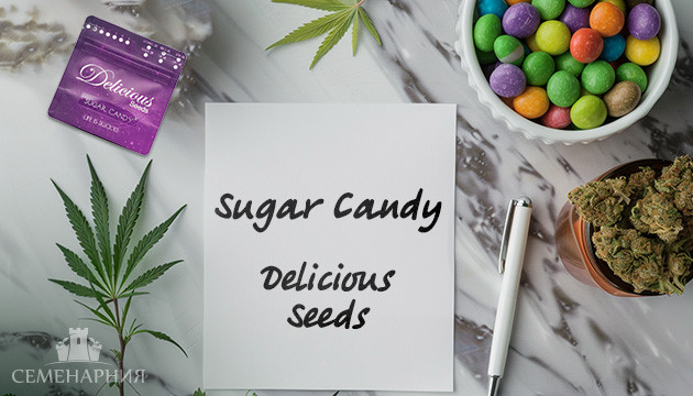 Гроурепорт сорта конопли Sugar Candy от Delicious Seeds Выращивание сорта Sugar Candy