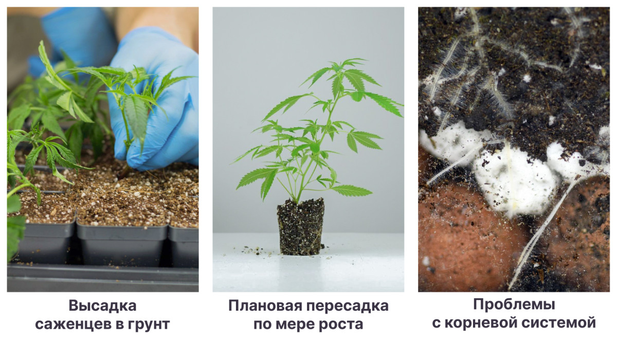 Показания к пересадке конопли В каких случаях конопле нужна пересадка
