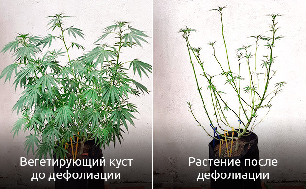 Дефолиация – относительно новый метод тренировки каннабиса Что такое дефолиация конопли