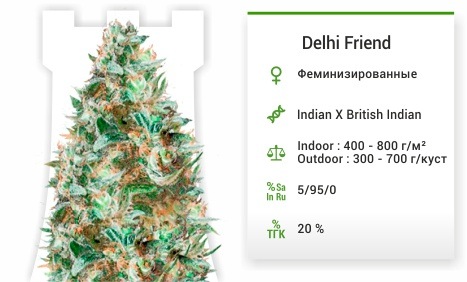 описание сорта Delhi Friend Delhi Friend