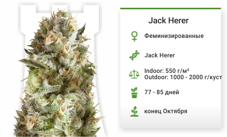 описание сорта Jack Herer описание сорта Jack Herer
