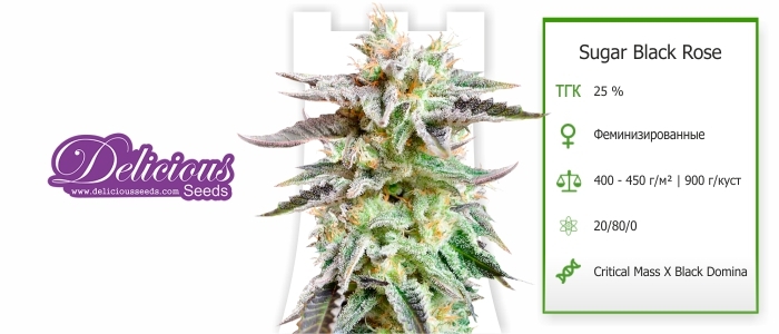 Sugar Black Rose Sugar Black Rose