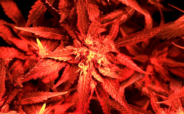 Влияние освещения на формирование шишек Красный спектр для конопли