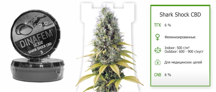 Shark Shock CBD Shark Shock CBD