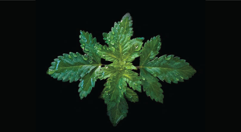 Влажность в гроубоксе Куст конопли