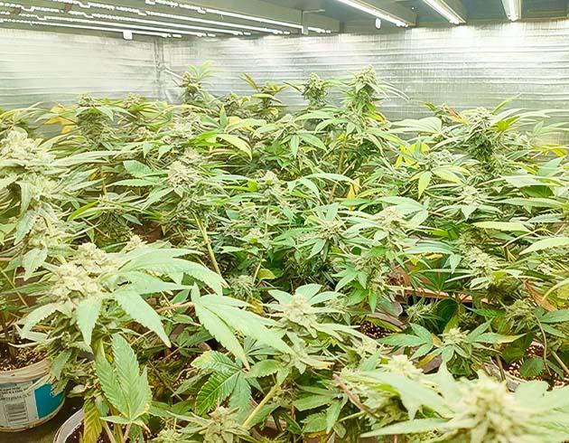 Кусты Godzilla Glue #4 на последней неделе выращивания