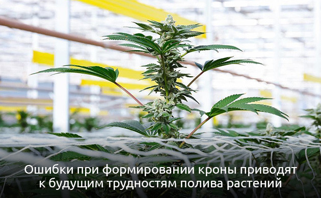 Недостатки метода ScrOG Минусы техники ScrOG