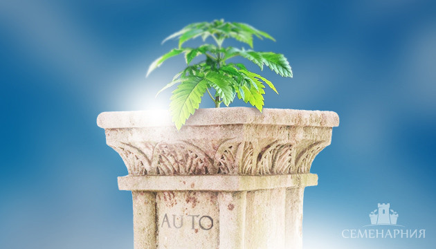 Подробнее про автоцветущие семена конопли Автоцветущая конопля