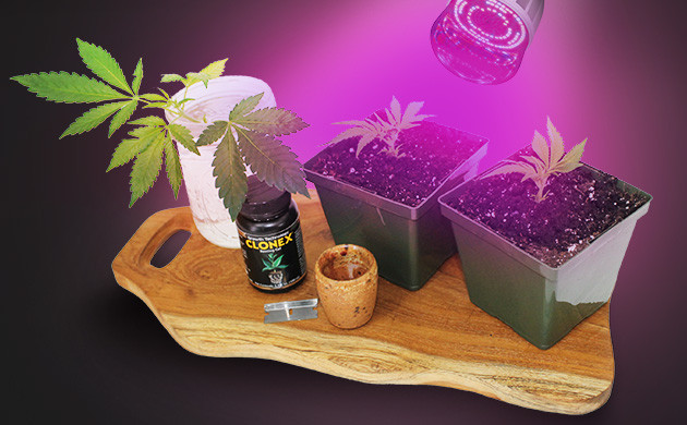 Этап подготовки к клонированию Что понадобиться для процедуры клонирования