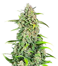 Jealousy Z XL Auto fem (Sweet Seeds)