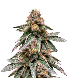 Runtz Punch fem (Herbies Seeds)