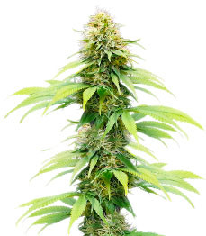 Auto CBG-Force fem (Dutch Passion)