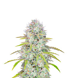 Orange Sherbet Auto fem (FastBuds)