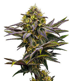 Bay Haze fem (Delicious Seeds)