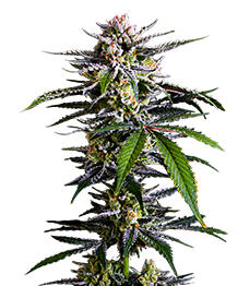 Banana Guava Auto fem (FastBuds)