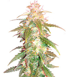 Quarter Pounder Autoflower fem (Easy Grow Seeds)