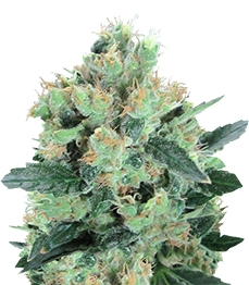 Spiritual Punk fem (Samsara Seeds)
