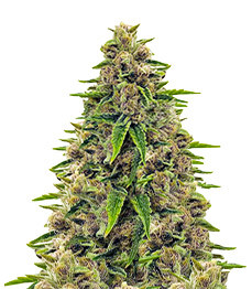 Totally Alpha OG fem (AlphaFem Seeds)