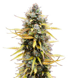 Pound Cake Auto fem (FastBuds)