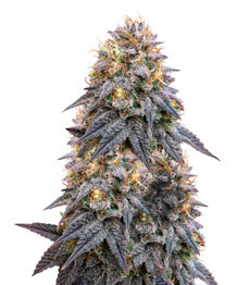 Biscotti Mintz fem (Barney's Farm)