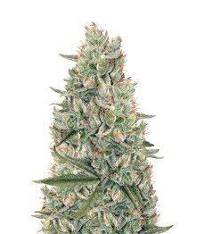 Gelato Auto fem (FastBuds)