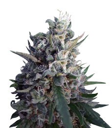 Eleven Roses fem (Delicious Seeds)