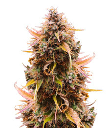 Mandarin Thuggee Auto fem (AlphaFem Seeds)