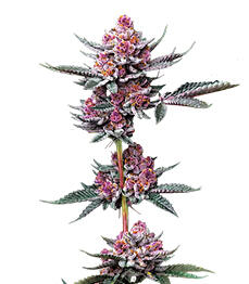 Cherry Poppers fem (Barney's Farm)
