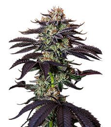 Lemon Gazzy fem (Delicious Seeds)